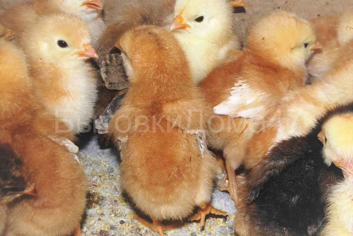 Породы кур цыплята (34 фото) - красивые фото и картинки hb-crm.ru